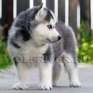 NANUK S VOLCH'EI REKI