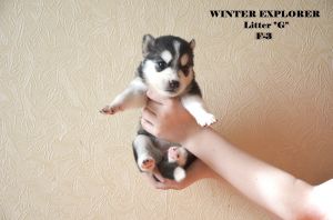 WINTER EXPLORER HARLEY GRAHAM