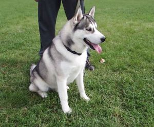 HAPPY HASKY NORFLOK