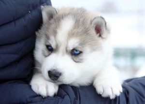 HAPPY HASKY TUNDRA