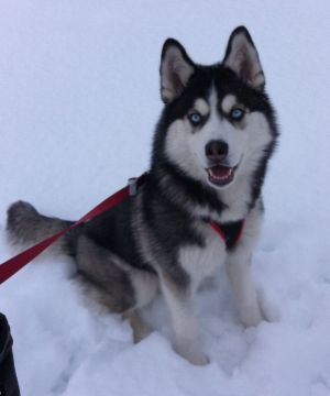 KAILA'S SPIRIT SIBERIA