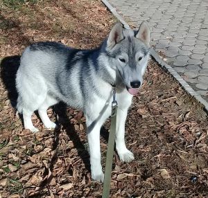 KENAI LEDYANOI VETER