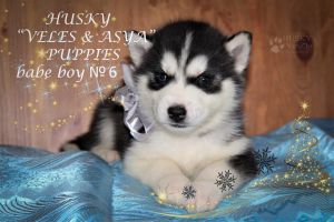 HUSKY VINZLO ZHAN MARKO