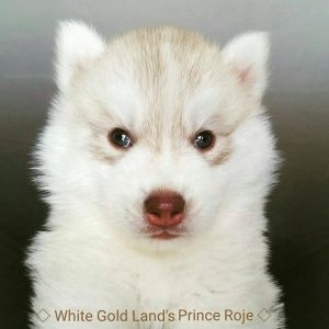 WHITE GOLD LAND'S PRINCE ROJE