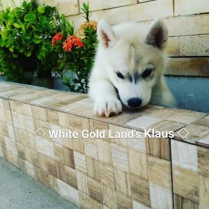 WHITE GOLD LAND'S KLAUS