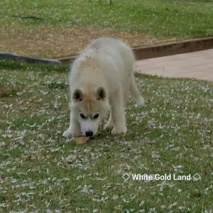 WHITE GOLD LAND'S TYRON