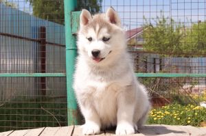 HUSKY HAVEN LINDA IMPERIAL