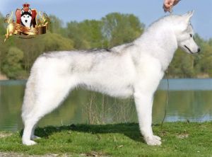 DORATI SIBERIANS COME ON EVERYBODY