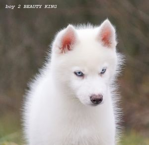 BEAUTY KING DELOKIS TERRA