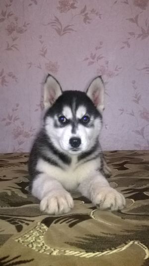 BAGIR CHERNYI VOLK