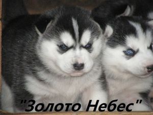 ZOLOTO NEBES CHERRI BEE