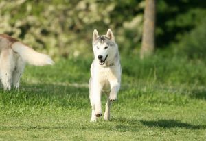 INYABU SUNNY SASHA