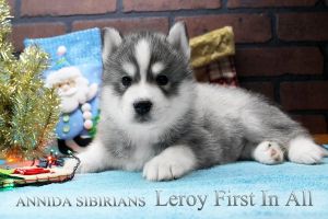 ANNIDA SIBIRIANS LEROY FIRST IN ALL