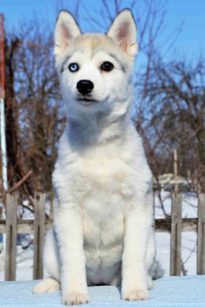SIBERIAN PARADISE KODA HIGH HOPES