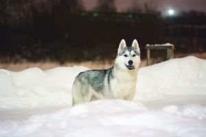 SEMARGL ZARYA