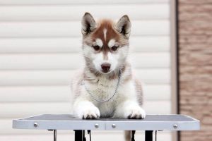 NATTI HUSKY GAYTANA