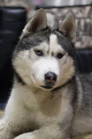 NORTH(NORTHS FAMILY)