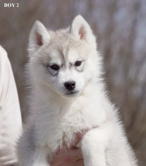 DELOKIS TERRA FOX FIRE THE FUTURE IS OURS