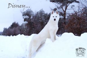 JOUR DE NEIGE  HUNTER
