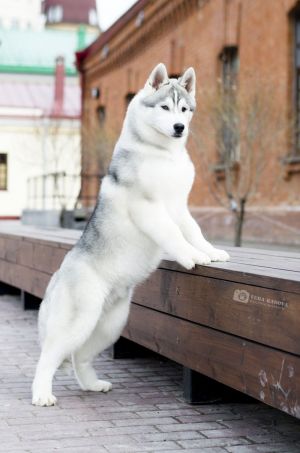 ELBRUS OF SIBERIAN COUNTRY