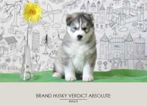 BRAND HUSKY VERDICT ABSOLUTE