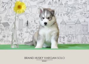 BRAND HUSKY VARGAN SOLO
