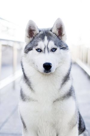 EMEISHAN OF SIBERIAN COUNTRY
