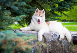 ENTOTO OF SIBERIAN COUNTRY