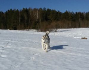 SILVER SIBERIANS ZOOM HIT