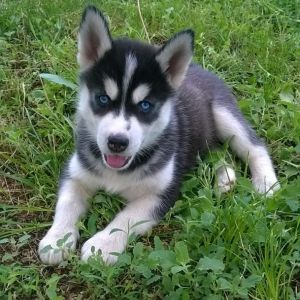MIA CHILD OF SNOWS