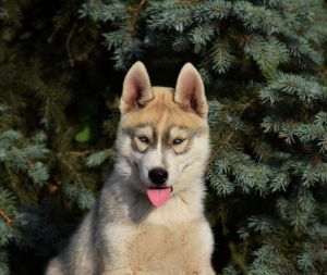 IVERTON BRAVE WOLF