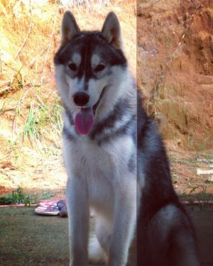 TOGO OF WHITENESS KEIKO