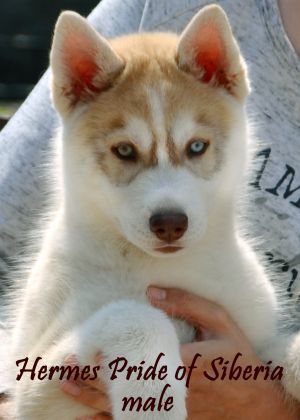 HERMES PRIDE OF SIBERIA