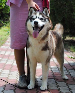 AMUR SIBERIAN HASKY