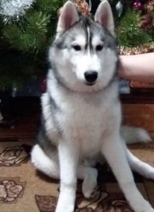 STEPPEM HUSKU MAUER