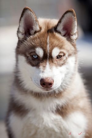 SIBERIAN MIRACLE MANITOU FELICIDAD