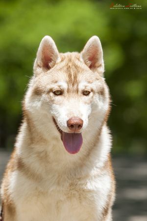 SIBERIAN MIRACLE MY MIRACLE