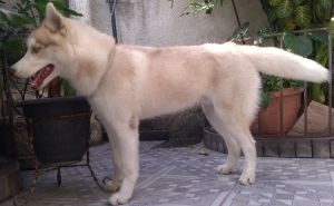 THOR OF WHITENESS KEIKO