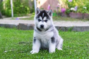 FENRIR S VOLCH'EI REKI