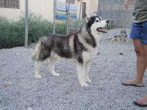 KAMARADA VAZAROV'S TUCSON