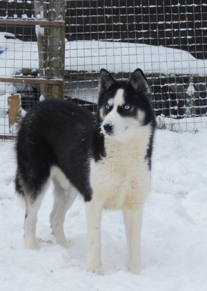 ACTUAL DOG GALAKTIKA