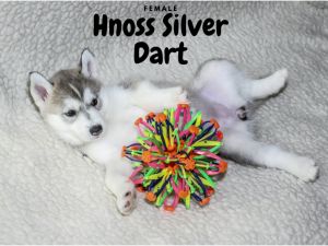 HNOSS SILVER DART
