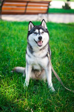 HUSKY HAVEN URANIYA