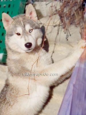 SKAFTAFELL VIKTORIYA PRIDE