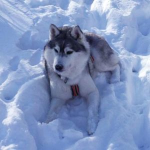 POLAR NIGHT BENTE