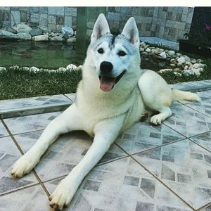 PRINCESS RAYKA BY ZANOLI D' DOGS