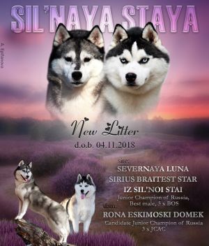KING OF THE RING IZ SIL'NOI STAI