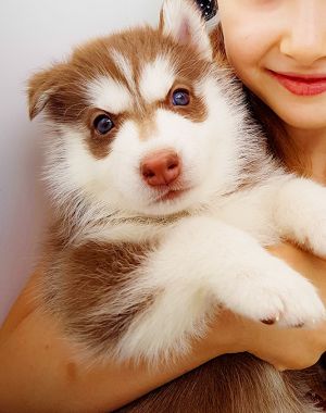 KROSHKA LILU