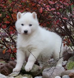 PRETTY WHITE DELOKIS TERRA
