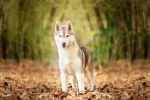 VUKOVINS'K SIBERIANS HIANNA THE RUSHED